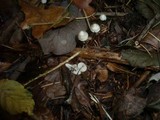 Mycena flavescens image