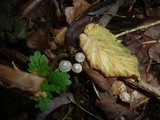 Mycena flavescens image