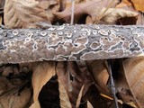 Peniophora albobadia image