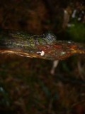 Mycena juniperina image