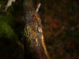 Mycena juniperina image