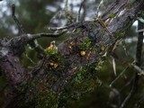 Mycena juniperina image