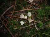 Mycena metata image