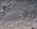 Biscogniauxia nummularia image