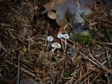 Mycena mirata image