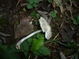 Mycena niveipes image