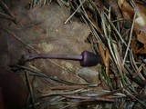 Mycena purpureofusca image