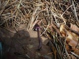 Mycena purpureofusca image