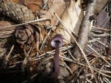 Mycena purpureofusca image