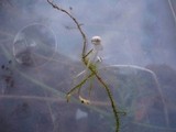Mycena vulgaris image