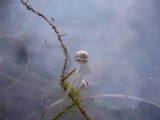 Mycena vulgaris image
