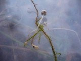 Mycena vulgaris image