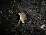Mycenella bryophila image