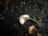 Mycenella bryophila image