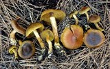 Cortinarius idahoensis image