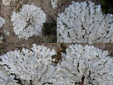 Physcia undulata image