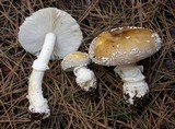Amanita umbrinidisca image