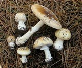 Amanita umbrinidisca image