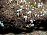 Penicillium vulpinum image