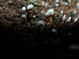 Penicillium vulpinum image