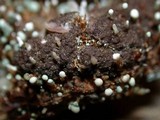 Penicillium vulpinum image