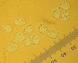 Amanita umbrinidisca image