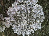 Punctelia subrudecta image