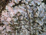 Punctelia subrudecta image