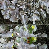 Punctelia subrudecta image