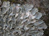 Punctelia subrudecta image