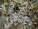 Lepraria lobificans image