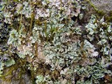 Lepraria lobificans image