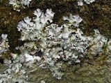 Parmotrema reticulatum image