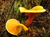 Hygrophoropsis aurantiaca image