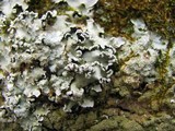 Parmotrema reticulatum image