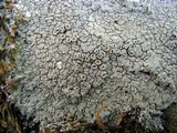 Ochrolechia trochophora image