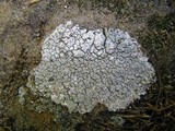 Ochrolechia trochophora image