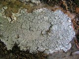 Ochrolechia trochophora image