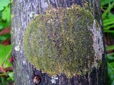 Hyperphyscia syncolla image
