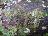 Hyperphyscia syncolla image