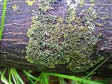 Hyperphyscia syncolla image