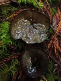 Pseudoplectania vogesiaca image