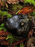 Pseudoplectania vogesiaca image