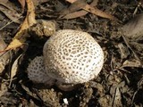 Amanita carneiphylla image