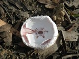 Amanita carneiphylla image