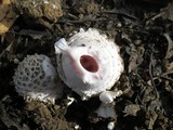 Amanita carneiphylla image