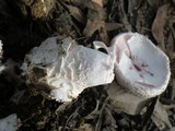 Amanita carneiphylla image