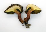Boletus chrysenteron image