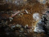 Mycoacia nothofagi image