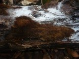 Mycoacia nothofagi image